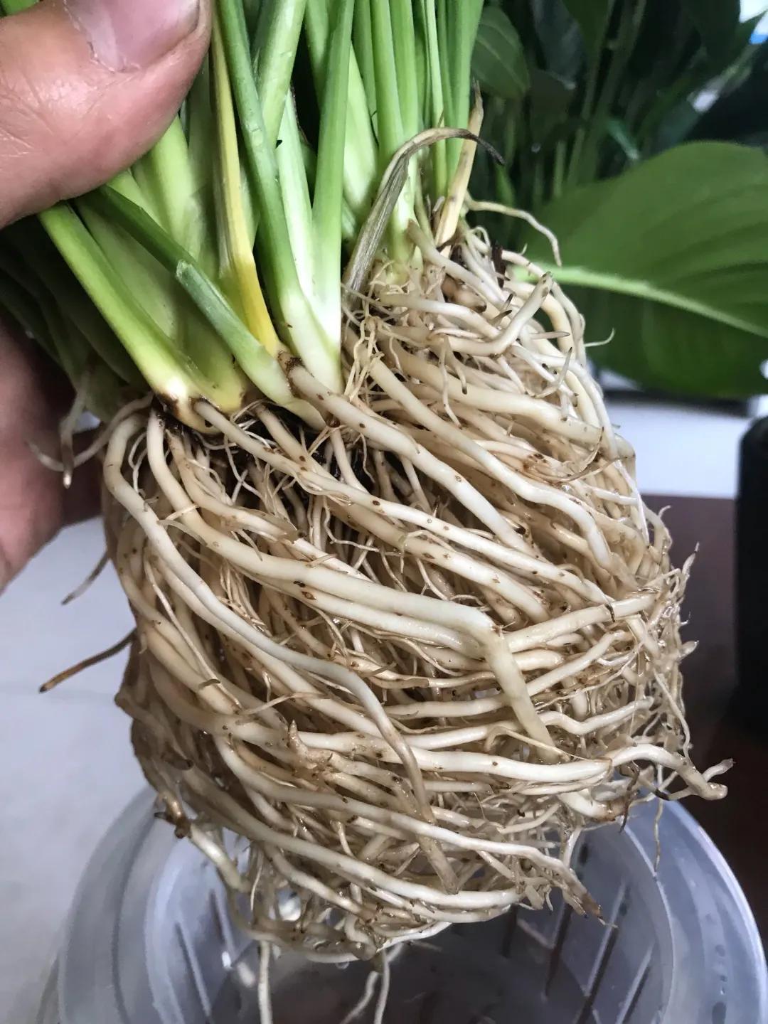 养花土的管理,土培养花怎么养才不会爆盆