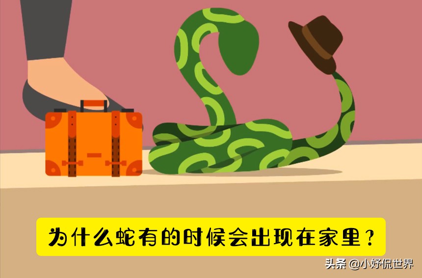 脑洞大开怎么才能过去呢,如果蛇闯进家里怎么办
