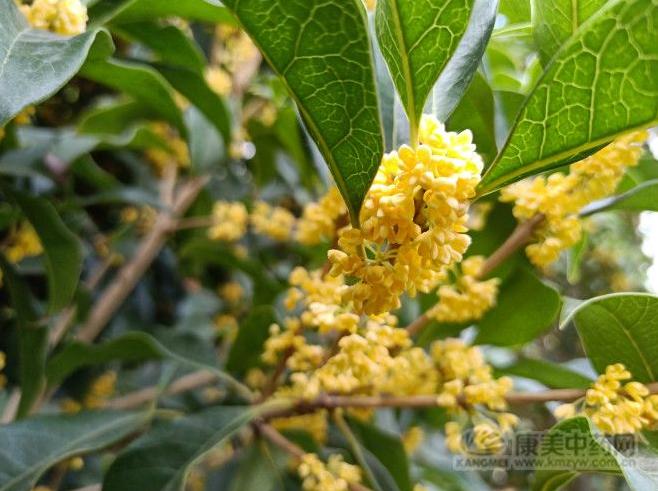 『产地快讯』当归、*党**参、黄芪、黄芩、玫瑰花、月季花、桂花等