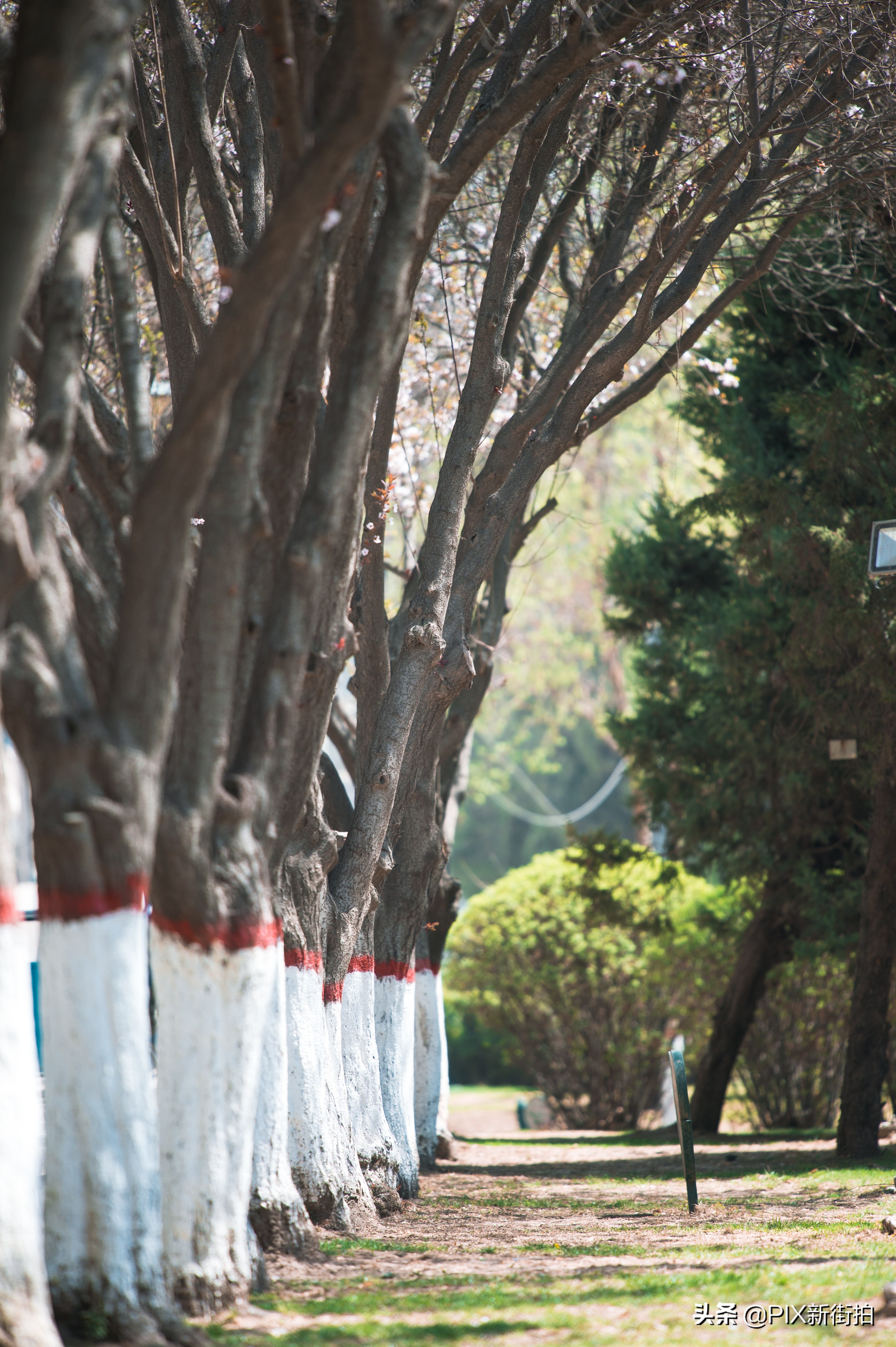 尼康70-300mmf4.5-6.3画质测评,尼康70-300和70-200f4的选择