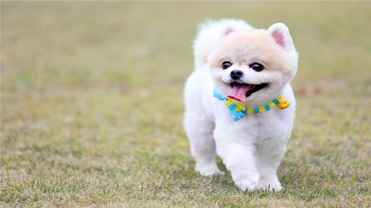 犬发情期注意事项,母小型犬发情怎么处理