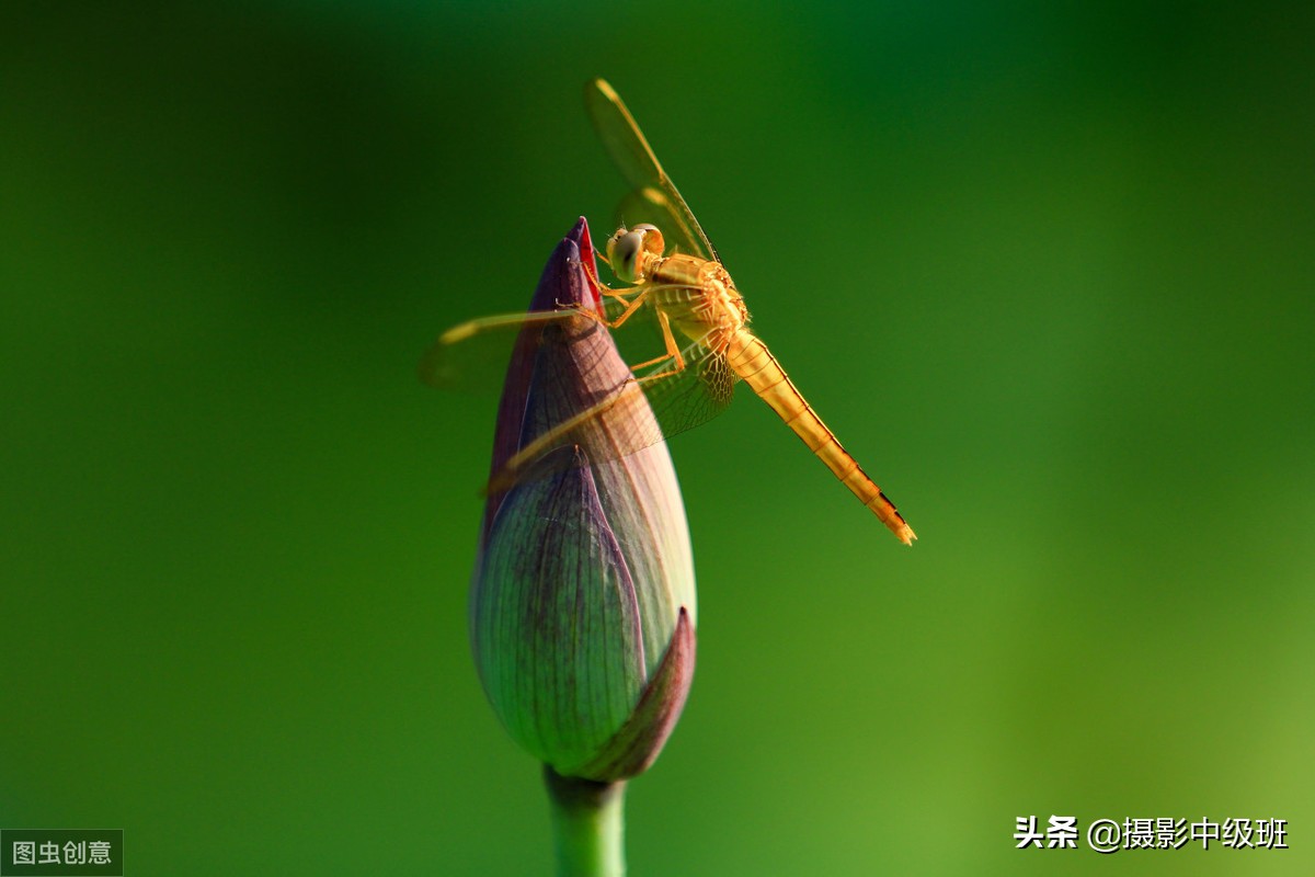 如何拍摄荷花这些技巧你要知道,怎样拍荷花的方法