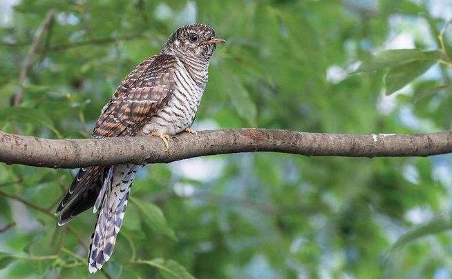 高清童年常见飞禽篇（值得珍藏）