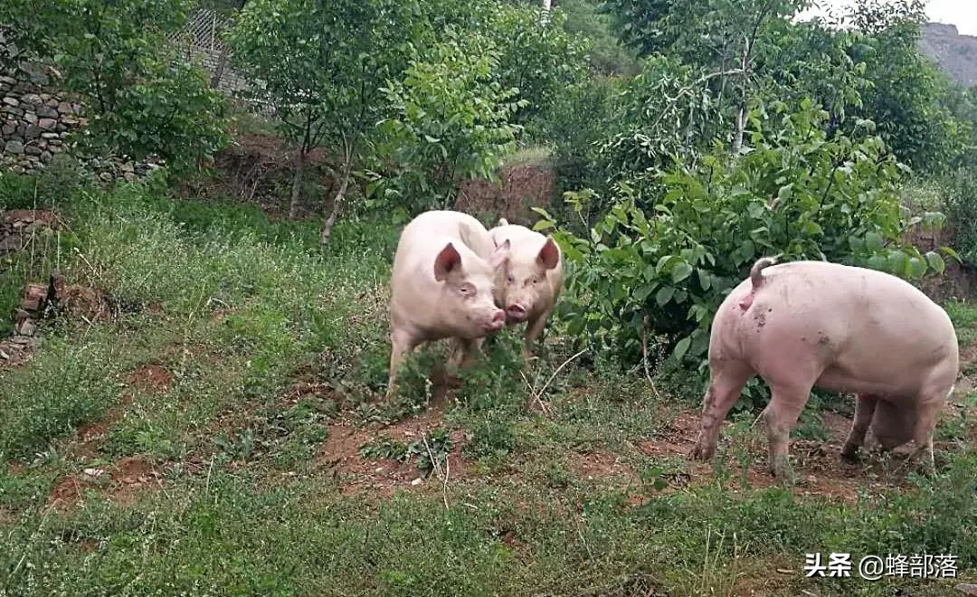 2020最赚钱的养殖行业是什么,2021年农业养殖致富项目