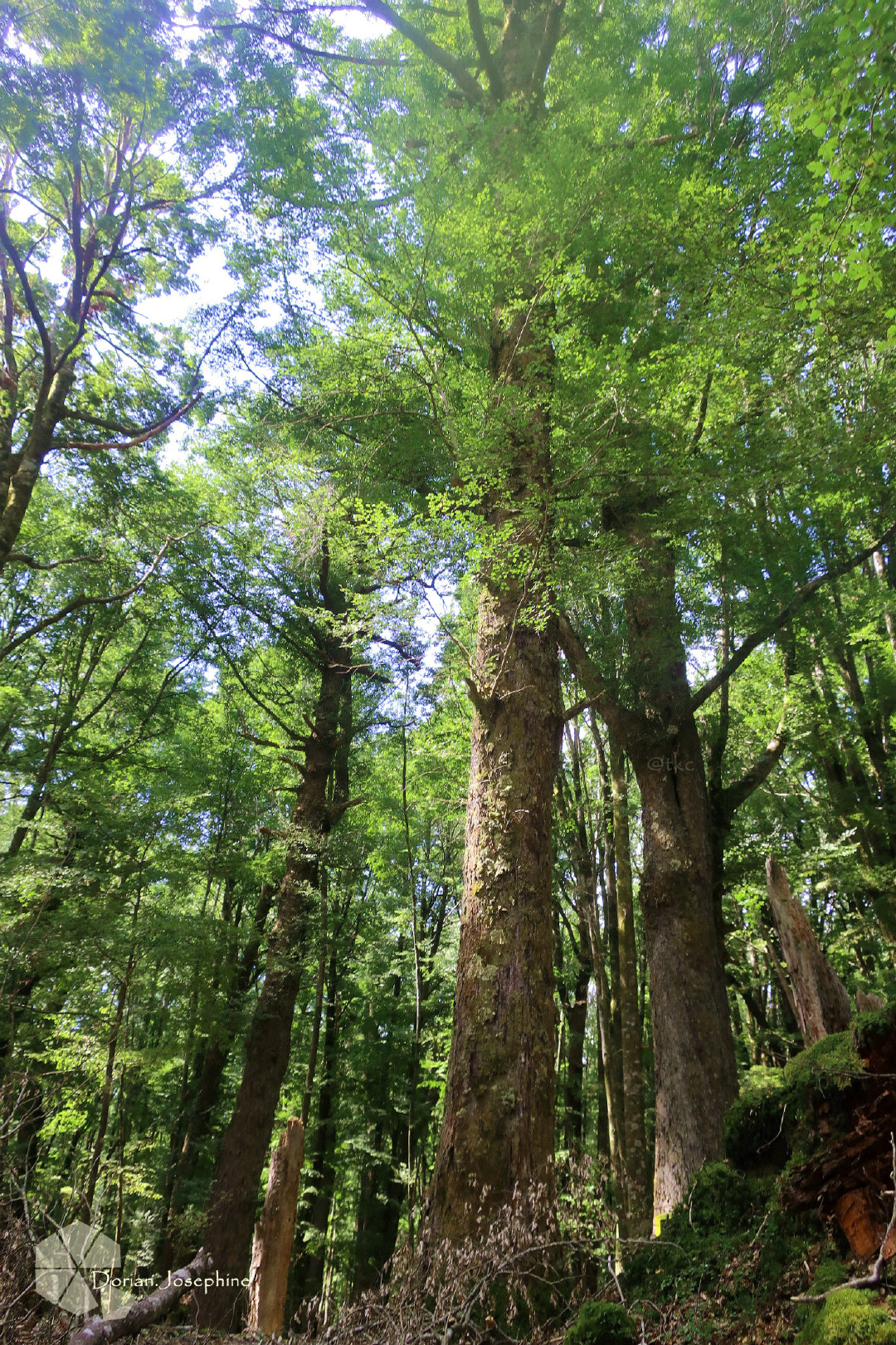 新西兰南岛一日游,新西兰南岛旅游地图
