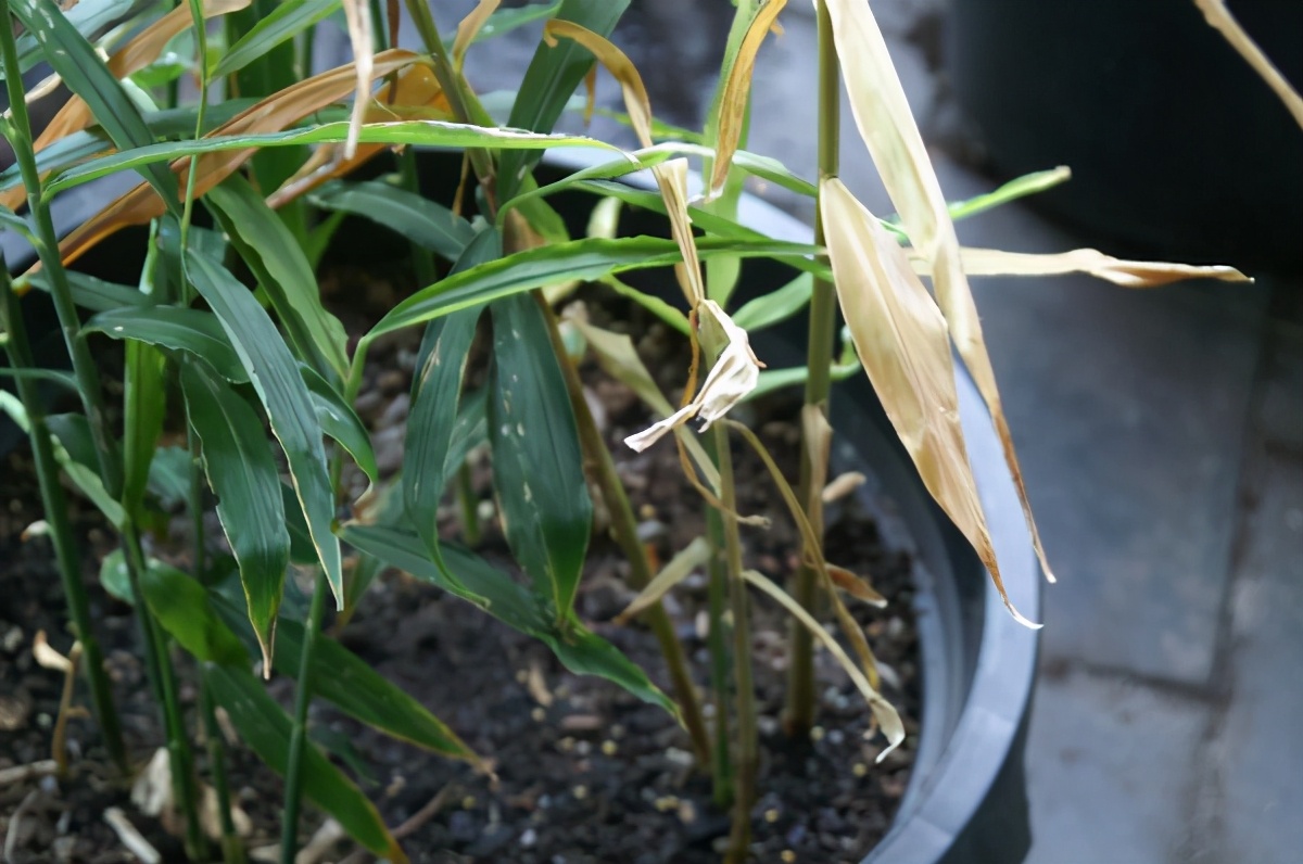 立春种生姜,冬天刚出芽的生姜怎样养护