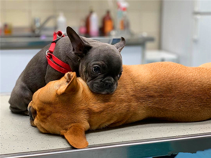 狗狗布氏杆菌病,狗狗感染布鲁氏杆菌有啥症状