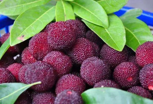 每个杨梅里面有条小虫是真的吗,为什么每颗杨梅都有小虫子能吃吗