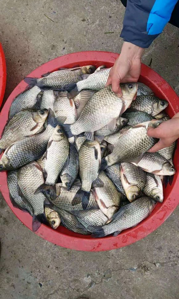 早春钓鲫鱼的最佳方法,早春钓鲫鱼的正确方法