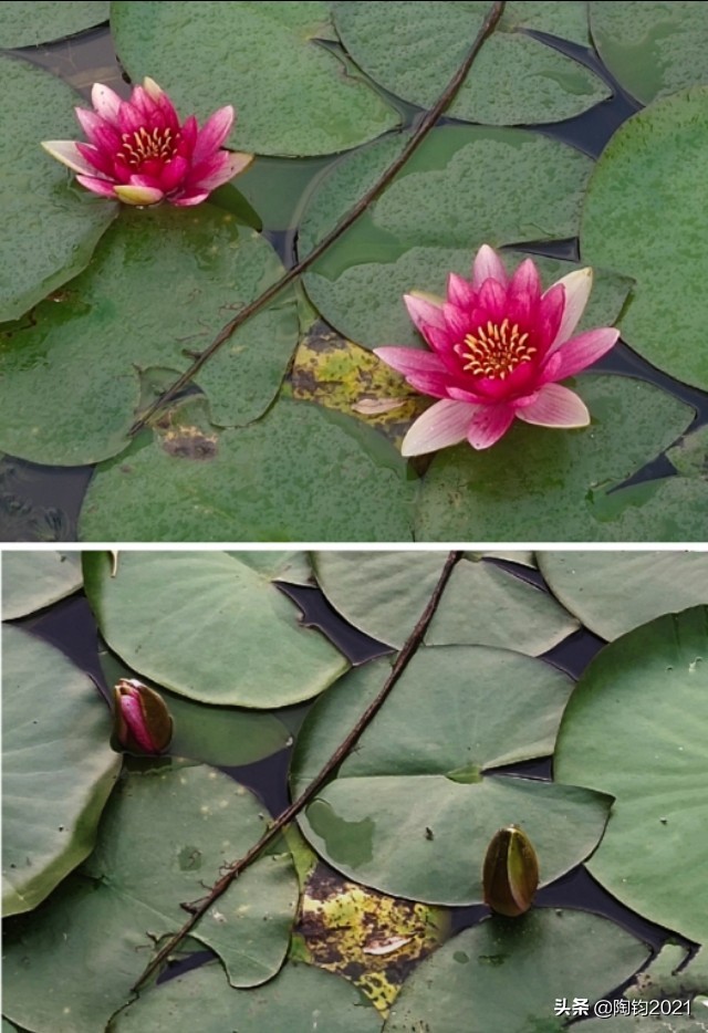 33幅荷花摄影作品欣赏,荷花摄影欣赏大全