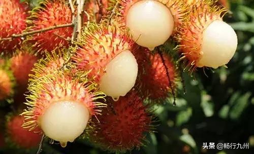 吃过这些水果，才算真正来过马来西亚