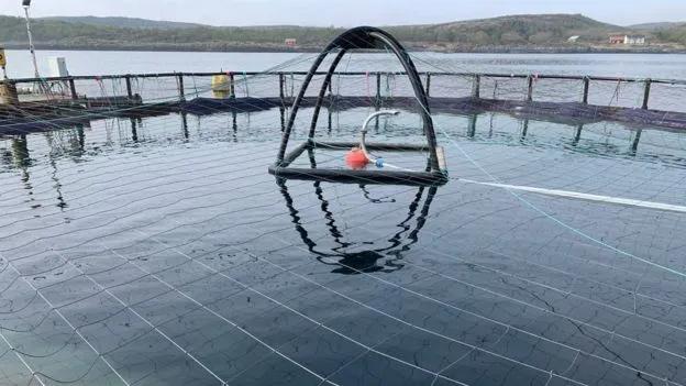 “最毒僵尸鱼”,外媒曝挪威三文鱼养殖乱象,看完胃不好了