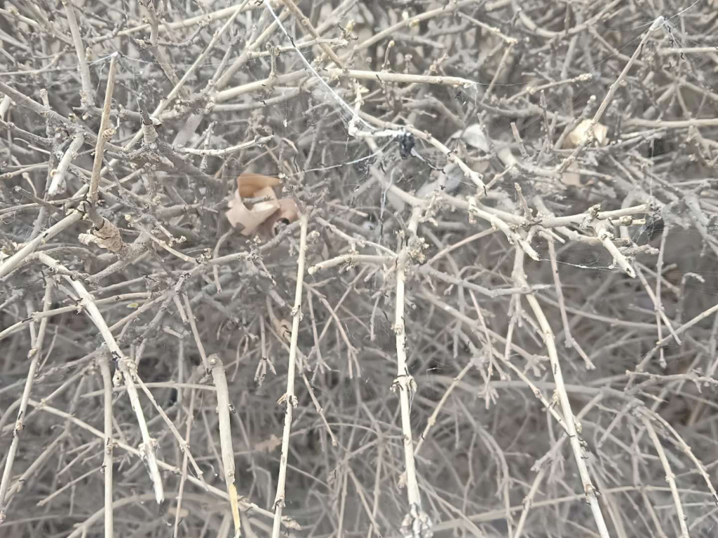 水池边有密密麻麻小黑虫子,长春灌木发现虫子