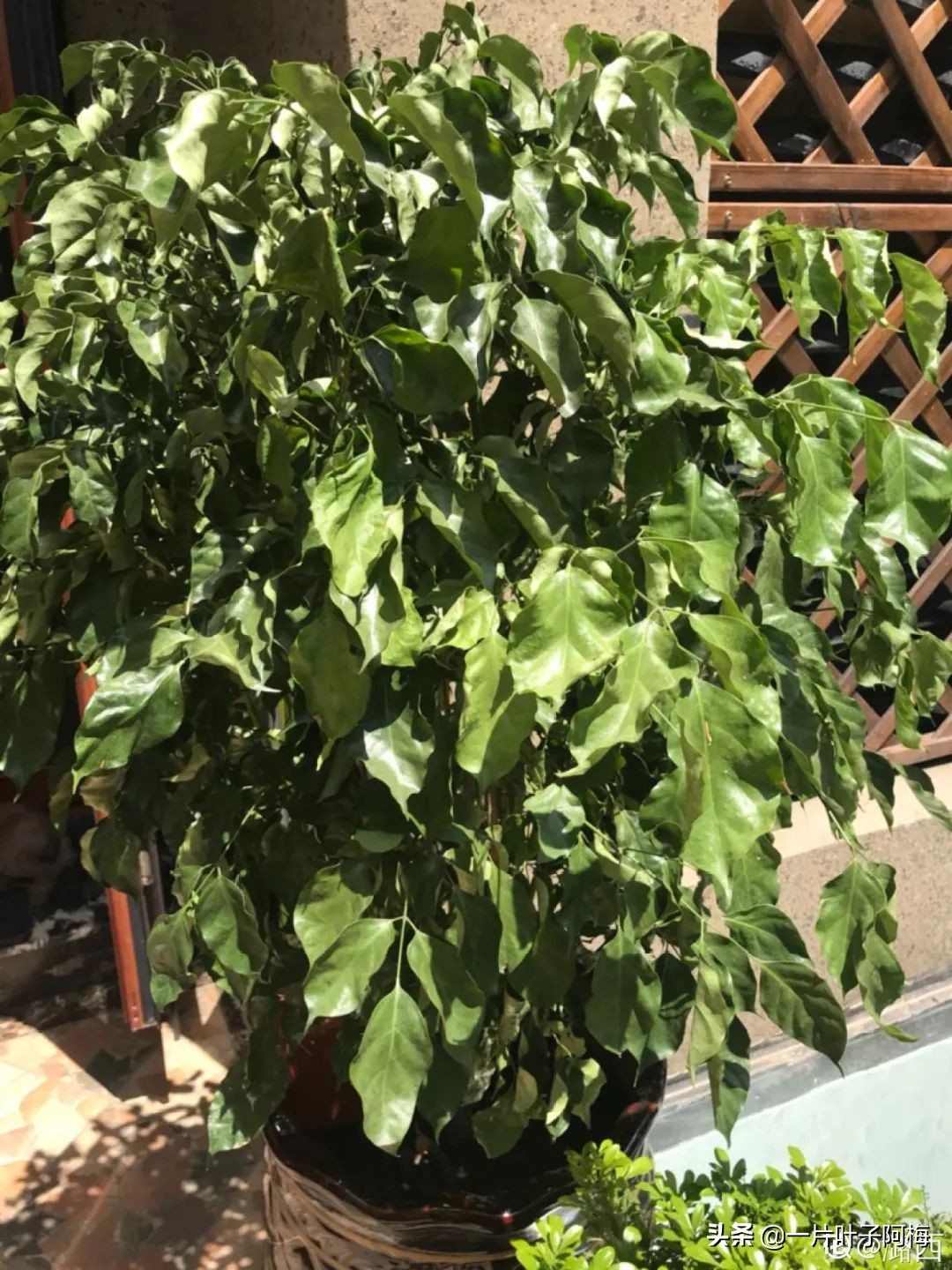 5个植物最招财,能开花又好养的植物又有寓意