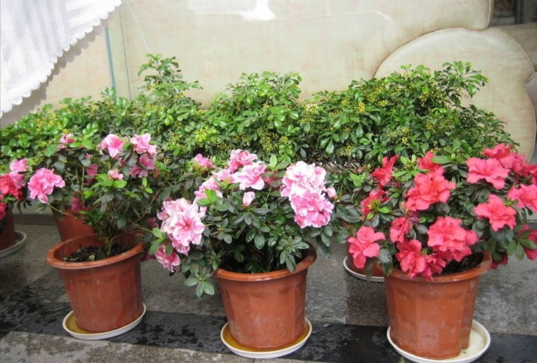 杜鹃有黄叶怎么回事,盆养杜鹃黄叶花朵未开枯萎