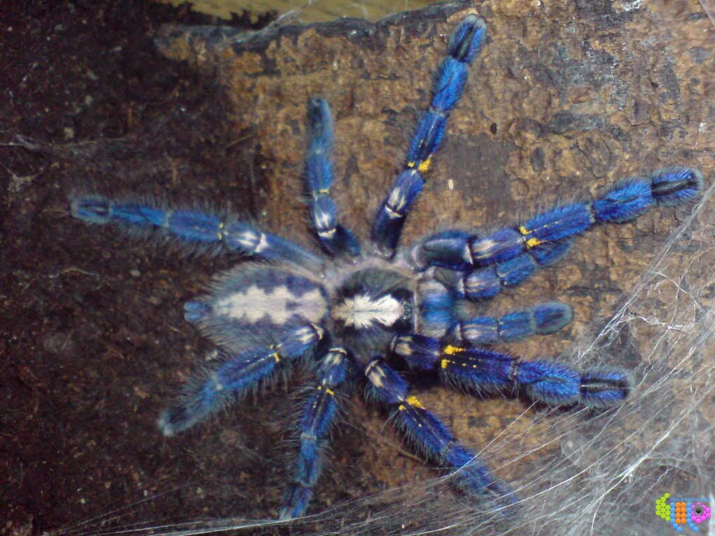 在野外奇形怪状的蜘蛛,各种宠物蜘蛛图片