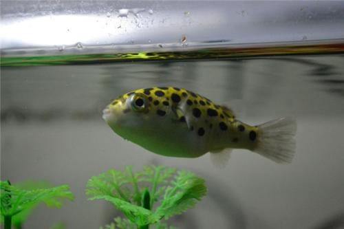 喂鱼用的饲料鱼是吃多少买多少,还是直接一次性多买点放鱼缸呢?