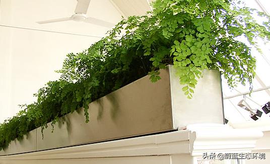 办公室工业风绿色植物装饰效果,办公室室内绿植绿化设计部分展示