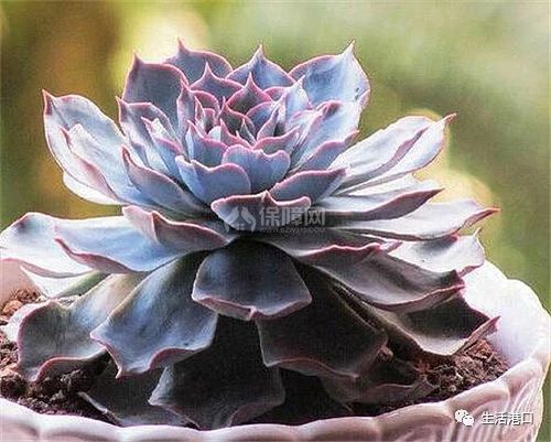 哪种石莲花可以食用,野生石莲花有什么用