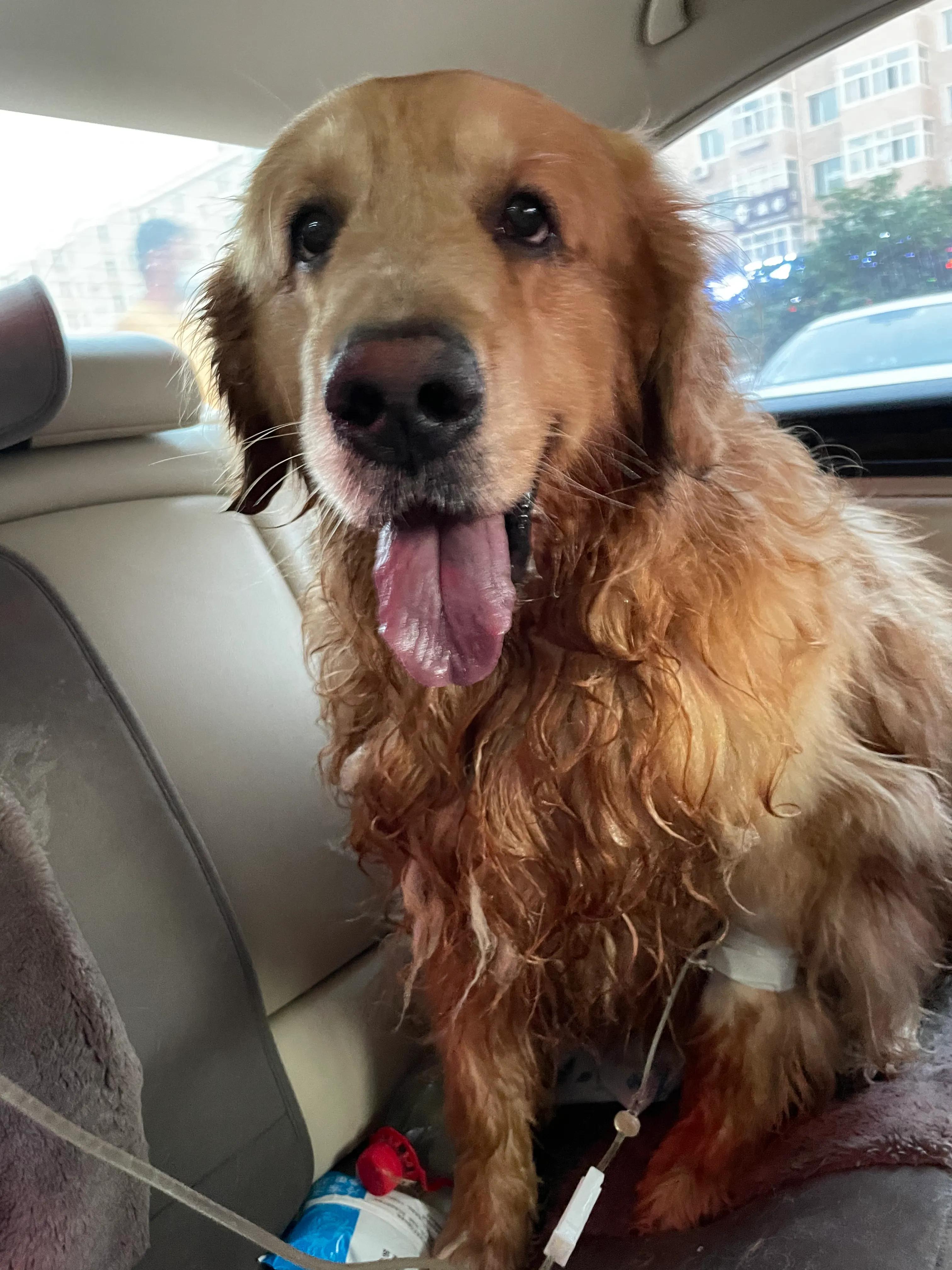 金毛中暑救回来案例,金毛中暑症状和解救方法