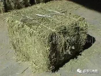 二十年春雨,春雨十年小说