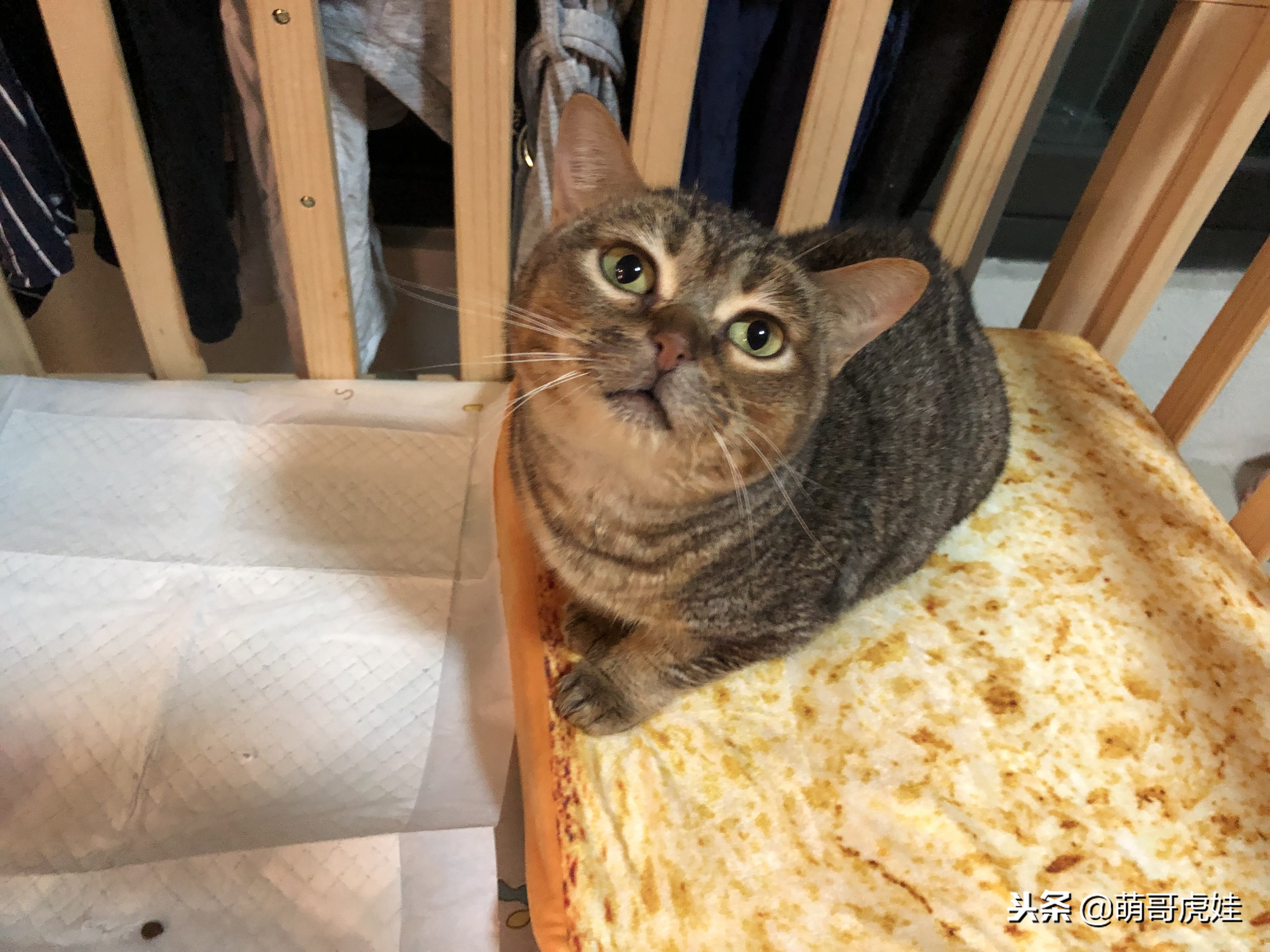 永远都长不大的小奶猫,永远长不大的茶杯小奶猫