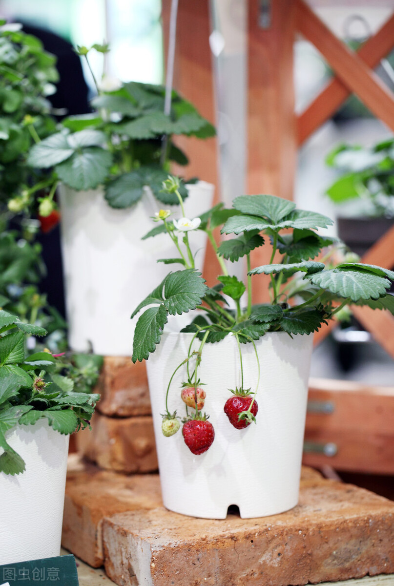 盆栽观果植物有哪些,观果植物具备哪些特征