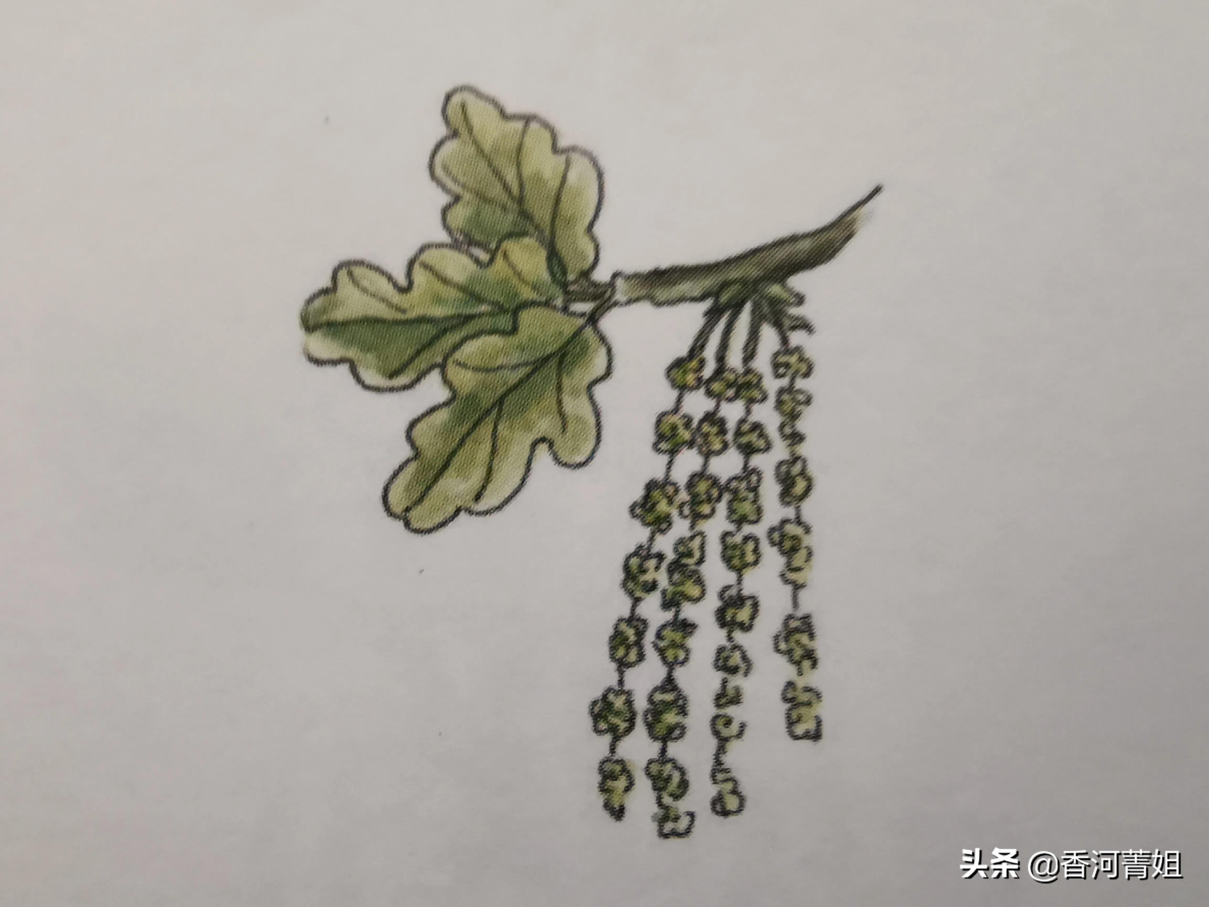 欧洲橡木俄罗斯橡木,欧洲橡木椅