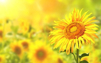 呵护生命之花21天养花日记,向日葵养花日志