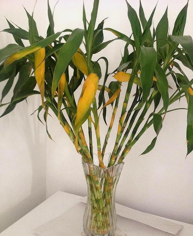 水培富贵竹黄叶别乱用药，方法不对只会一步错步步错