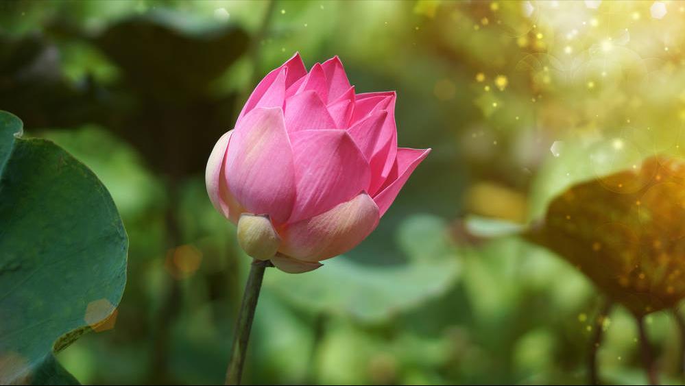 杜甫绝句中描写荷花的诗句,爱莲说中有几种描写荷花的诗句