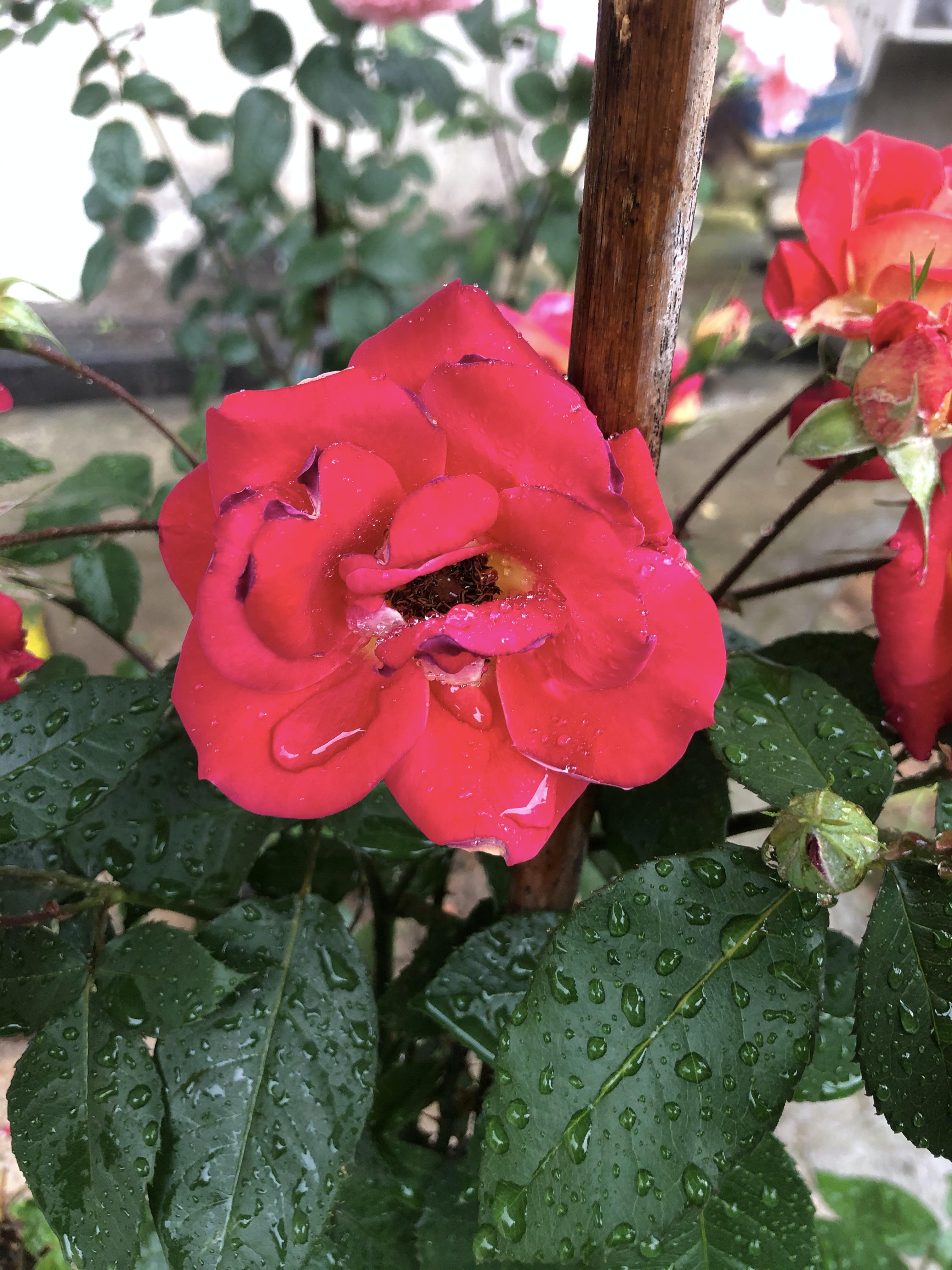 iphone8使用真实感受,iphone8深度体验