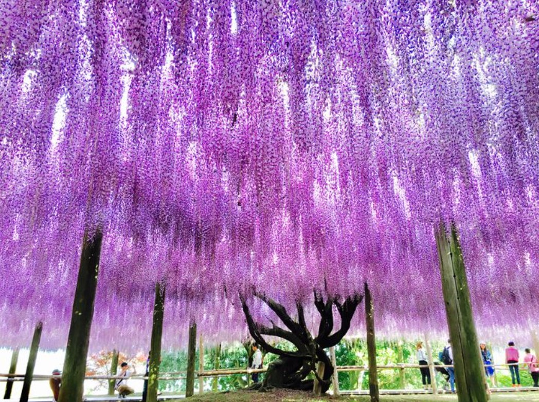 cnn评选出的日本最美的31个景点,cnn评选世界十大旅游地