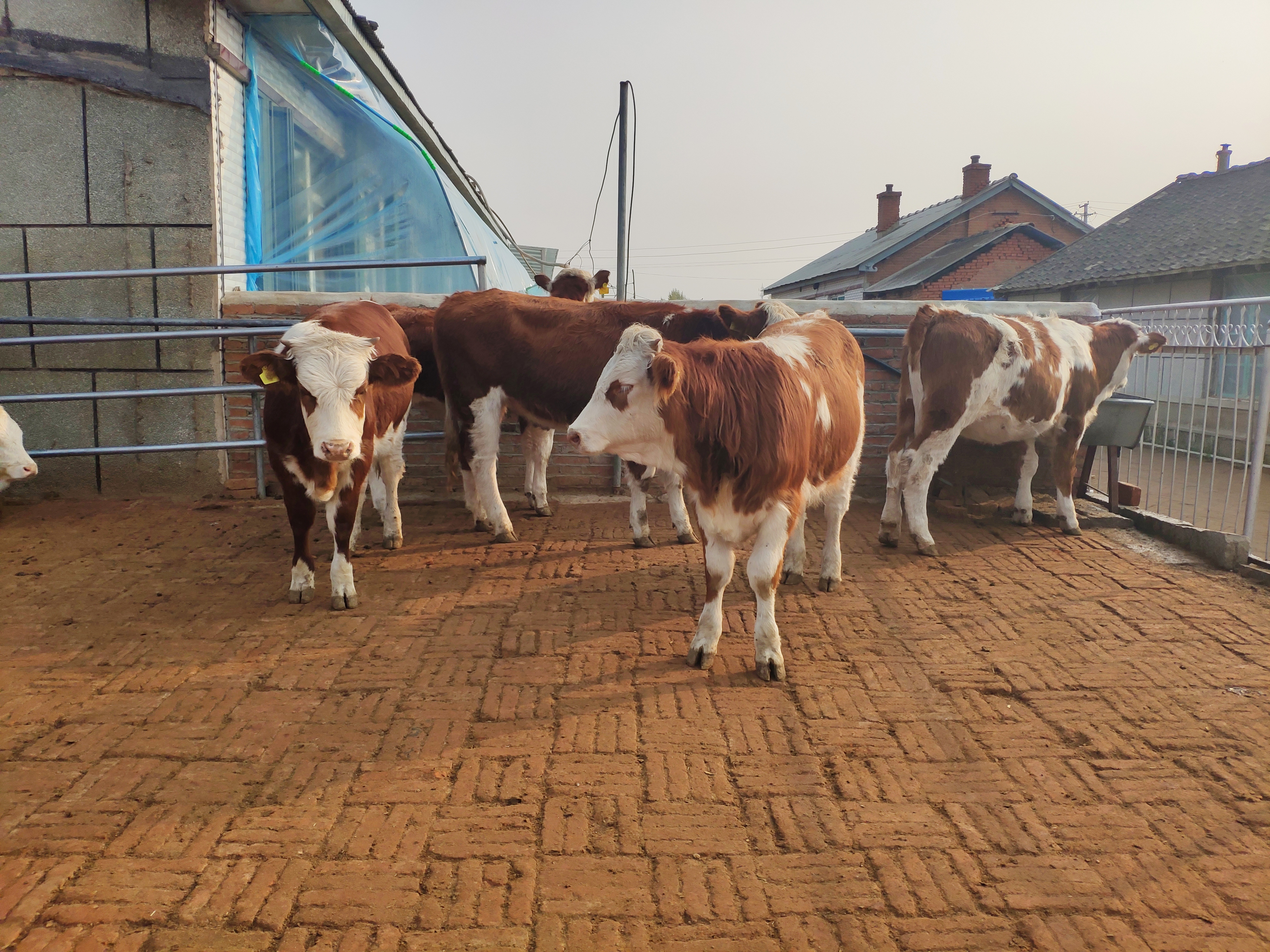 养牛到底能不能养活,养牛的利润与成本真实比较