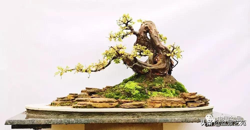 陈文图榕树欣赏,陈文图盆景