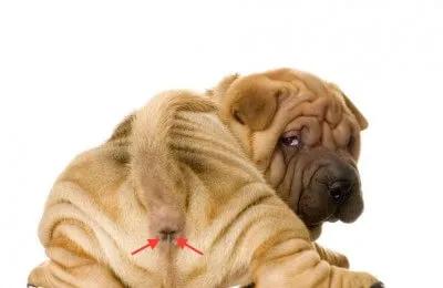 狗狗的肛门腺有什么用,需要挤吗?