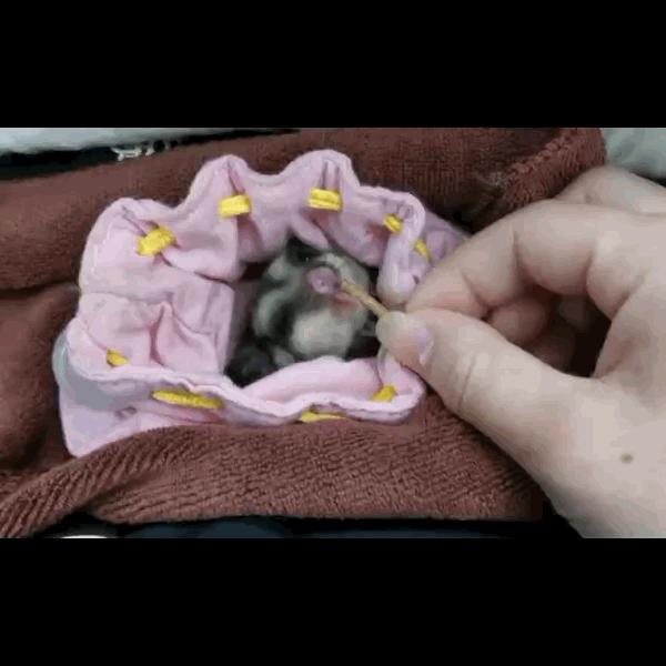 如何和刚到家的蜜袋鼯亲近