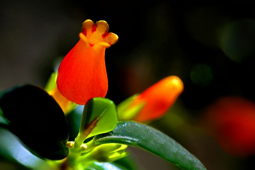 金鱼吊兰发黄最快处理方法,金鱼吊兰的生活习性和养殖方法