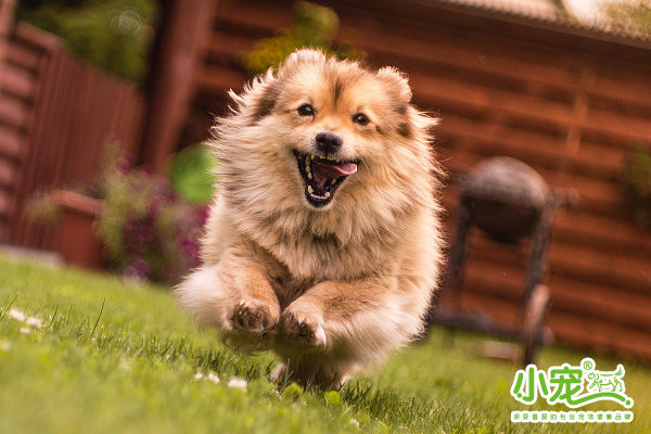 狗狗/猫猫，到了发情期，该怎样帮它度过？