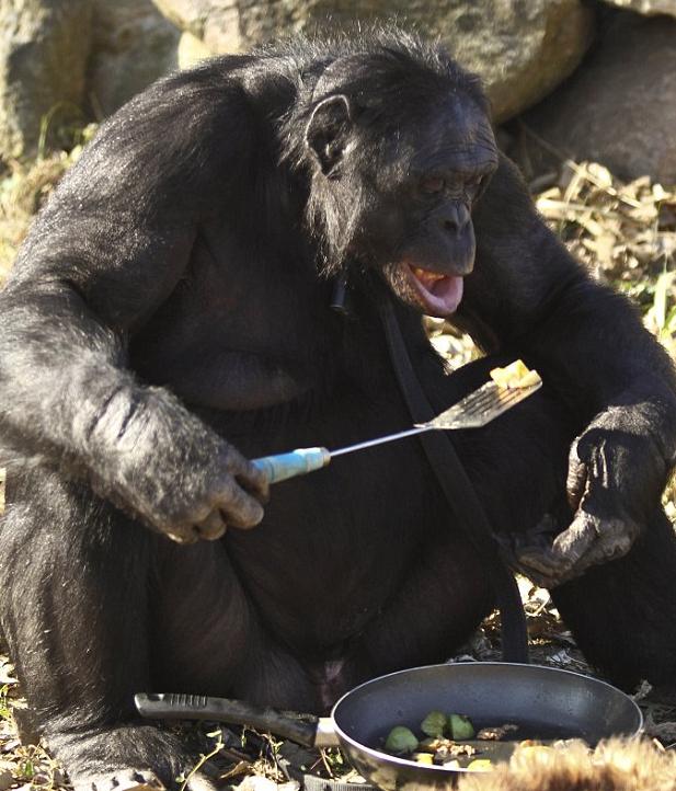 为什么说大猩猩是最安静的动物,高智商的猩猩究竟有多厉害
