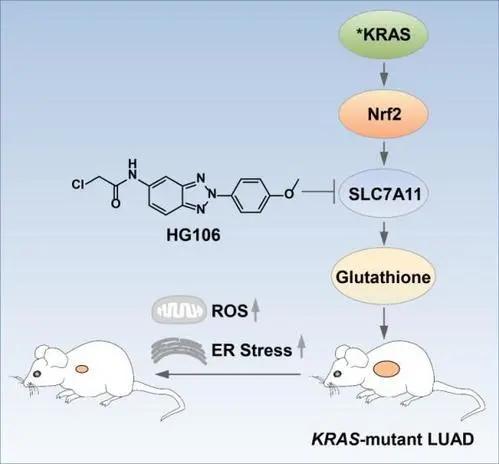 华西肺腺癌kras突变临床试验招募,kras基因突变的晚期肺癌的靶向药