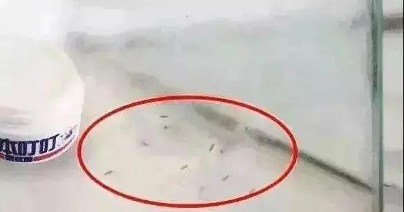 如何预防宝宝在室内被蚊子咬,宝宝被蚊子咬了家用妙招