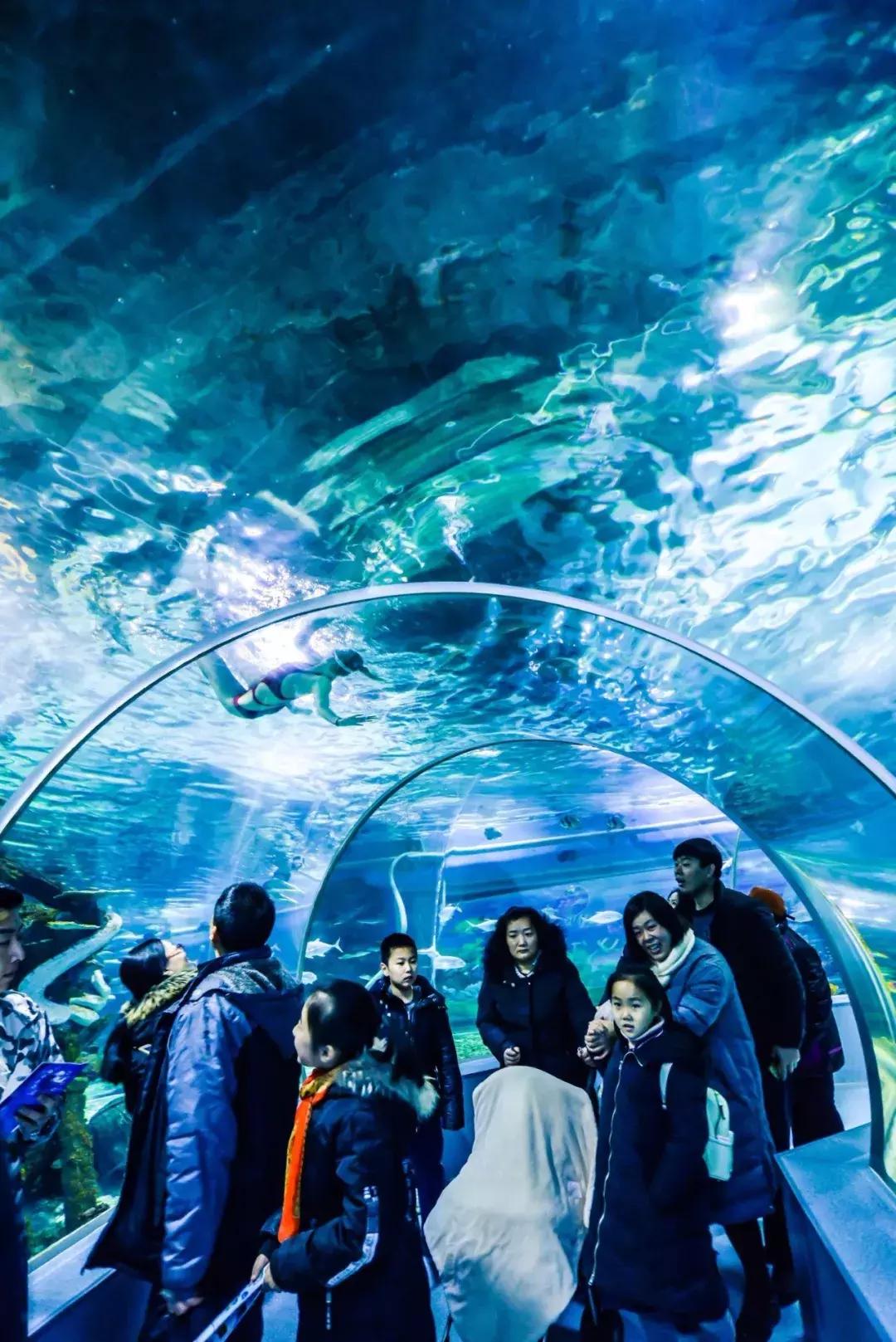 临沂海洋世界优惠券,临沂海洋世界特惠票