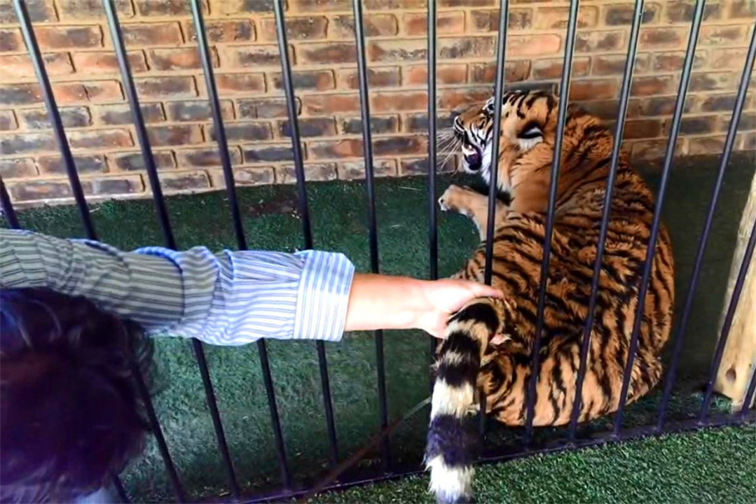 任何猫后颈被抓住猫都无法动弹吗,抓猫的后颈为什么猫不反抗