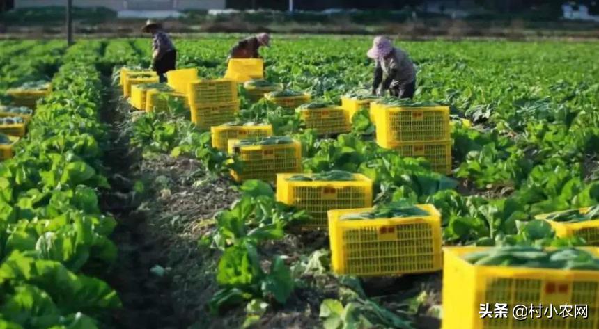 未来五年农村什么生意最赚钱项目,2023年农村创业啥最挣钱