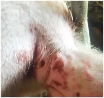 母猪胀气吐血死亡的原因,母猪产仔后猪胀肚急救