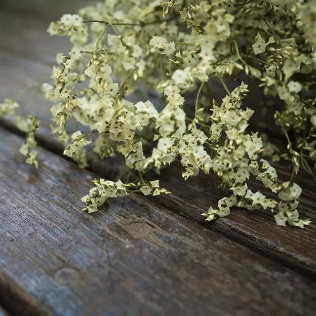 花艺必备|盘点那些超受欢迎的日本进口花材