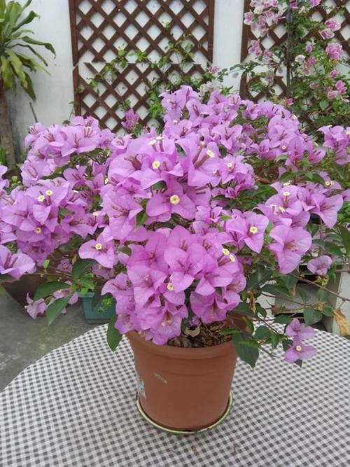 2021年大火的10个三角梅品种,图名并茂欢迎认领,看有无你喜欢的