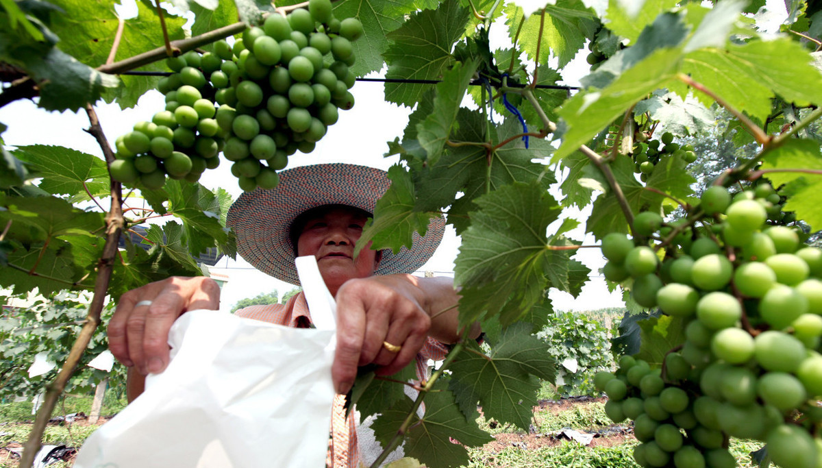 水果套袋比阳光直晒的好吗,水果黑色套袋不会影响阳光照射吗
