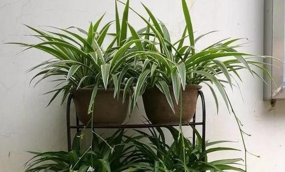 养花小妙招厨房垃圾变肥料,家里变废为宝的养花肥料